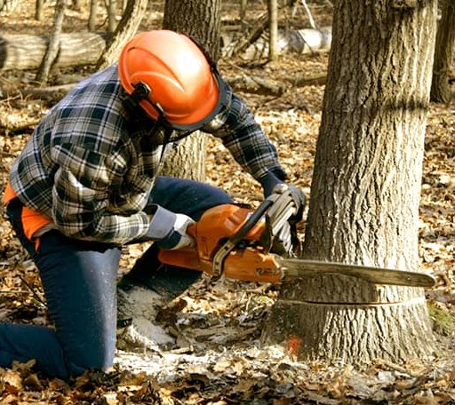 Tree Removal in New Church, VA